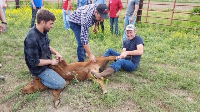 Taylors cattle helping.jpeg